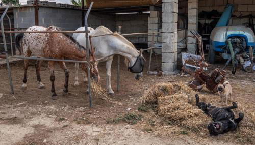 Masseria Cinti - Foto 5
