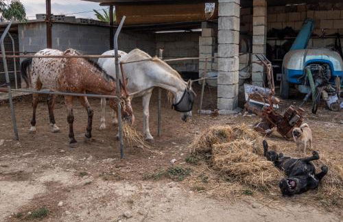 Masseria Cinti - Foto 5