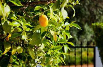 Casa Limão - Foto 16