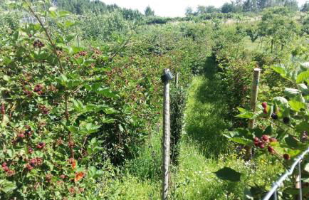 Quinta da Mal-disposta, cabin lodge Countryhouse - Foto 45