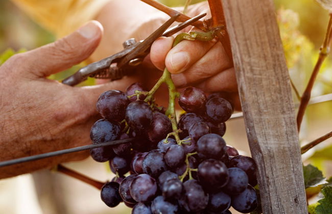 Tour del vino por el Vale dos Vinhedos - Foto 1