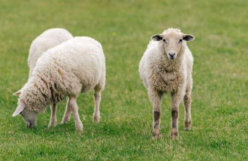 FEWO auf dem Lande / nahe SPO - Foto 61