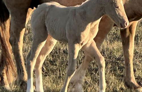Cozy Cottage Rental for Six on a Working Ranch in Crawford, Nebraska - Foto 19