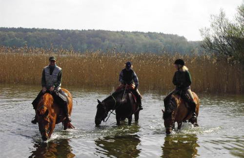 Hof-Silberweide - Foto 18
