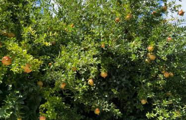 appartamento in villa a Pietragrande Villa Mi Vida - Photo 44