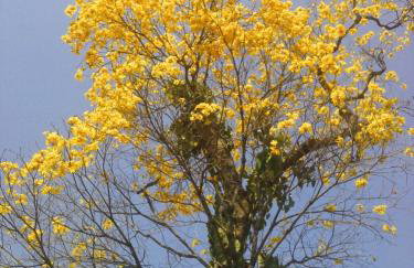 Recanto do Sossego em Macacos - Nova Lima - Foto 19