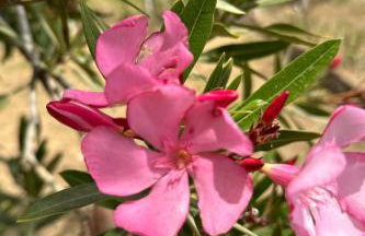 Holiday Home Tanjas Paradise by Interhome - Foto 25