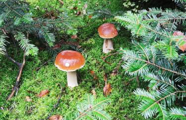 Charmante maison de famille au calme, 5 chambres, jacuzzi - Foto 56