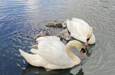 Lake View Lincoln - Foto 12