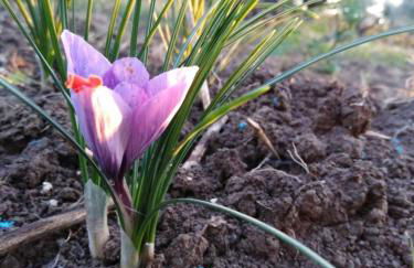 Alloggio Casale Stella - Foto 45