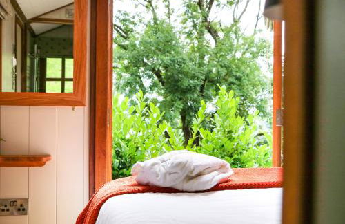 Little Silver Pheasant - Foto 22