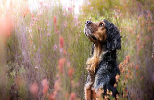 Holiday Home With Fireplace and Private Garden - Foto 56