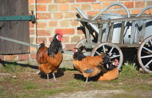 Pension up´n Dörp - Foto 30