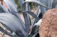 Passione Mare - Foto 9