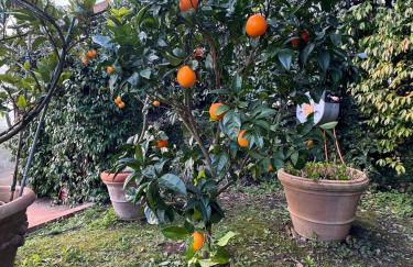 La Limonaia di Vanna - Foto 35