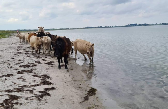 5 Person Holiday Home in Follenslev - Foto 24