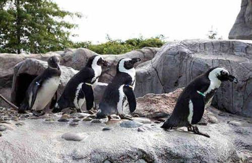 A Luxurious Retreat in Mystic Ct - Foto 5