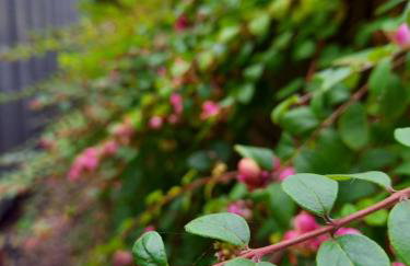 tiny house Pfalz Wellness und Wanderurlaub - Foto 26