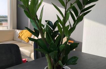 La Terrasse - Foto 10