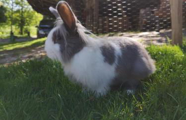 Ferienhaus Hünzingen № 2 - Foto 43