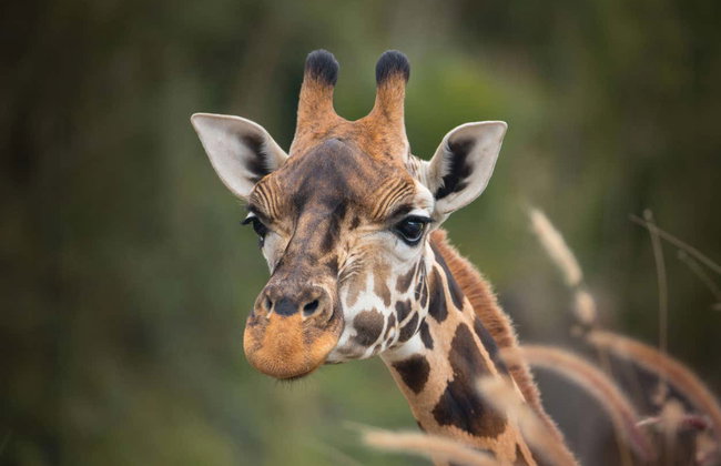 Excursão ao Australia Zoo - Foto 7