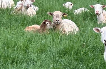 Rutland Hill Farmhouse - Foto 48