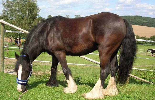 Michelshof - Foto 12