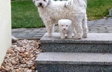 Ferienwohnung Bienwald mit Pool für 4 - 6 Personen mit 3 Schlafzimmern - Foto 19