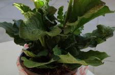 OLTRE CONFINE fronte mare - Foto 26