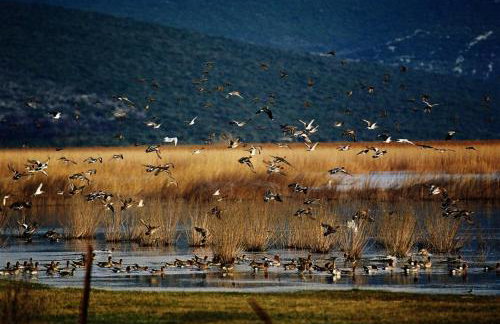 Robinson house Orkula in the heart of olive's yard - Foto 18