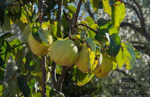 Alonia Cottage - Photo 40