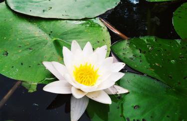 Domek letniskowy Nad Mrowinkiem - Foto 30