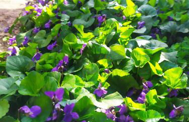 Olive Lemon Biophilic House & Lush Forest Garden - Foto 51