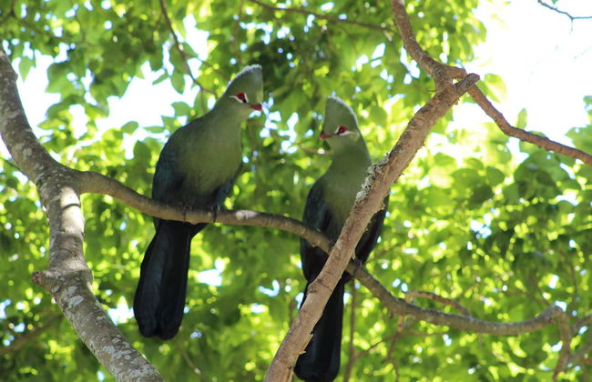 Treehouse Cottage - Foto 2