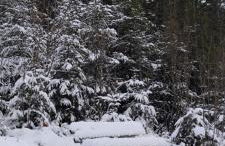 Ferienwohnung "Hirschlein" im Schwarzwald - Foto 58