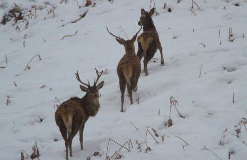 Rosemount Bothy - Highland Cottage - Foto 59