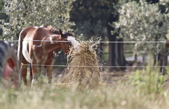 Montelucci Country Resort & Agriturismo di Charme - Foto 27