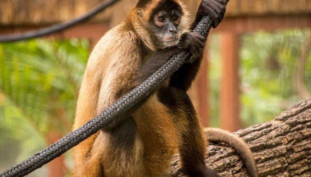 Monkey in the Diamond eco park
