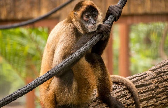 Tour cultural pelo Parque Diamante Eco - Foto 3