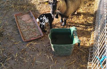 Tapada das Carvalhas - Foto 3