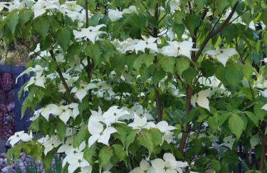 Apartamenty Terminal Charzykowy - Foto 35