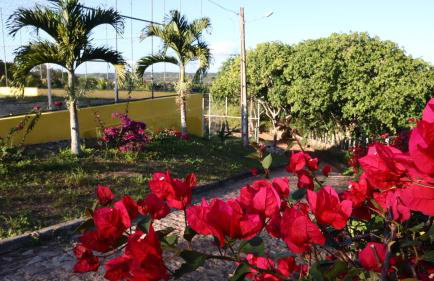 Pousada Chácara Pau - Brasil - Foto 6