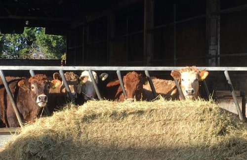The Horse Barn - Foto 11
