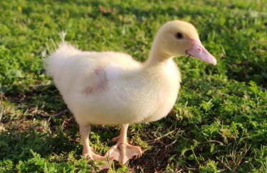 La Tavernetta - Foto 30