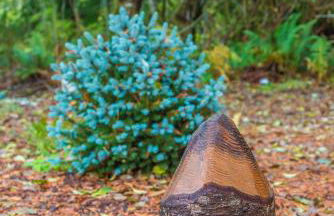 Trout Corner wooded tiny home - Foto 17