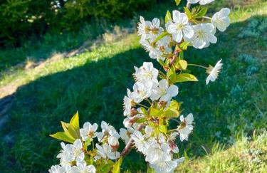 Domek pod brzozami - Foto 15