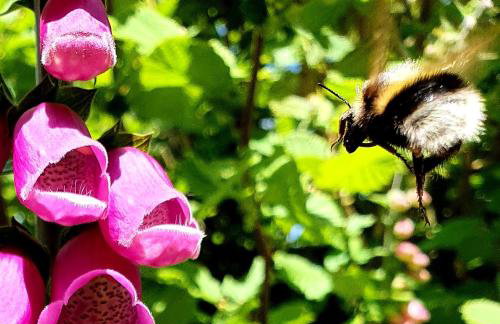 Cornwall Luxury Hot Tub Huts - Foto 28