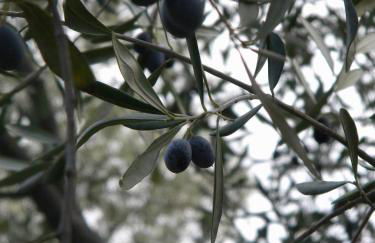 Ca dell'acciuga - Foto 40