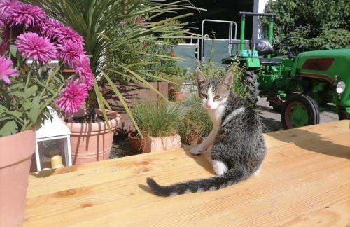 Zurück zur Natur - Urlaub im Zirkuswagen, Sommeratelier oder Schindelwagen - Foto 18