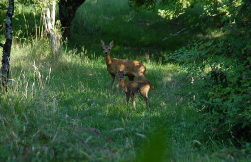 Le Terrier Blanc - Foto 14